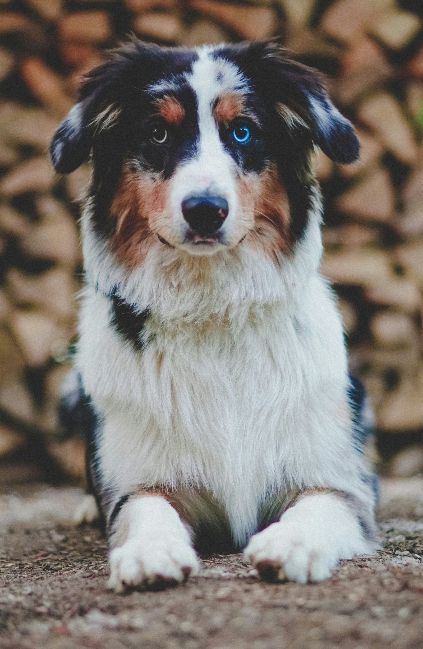 Cães