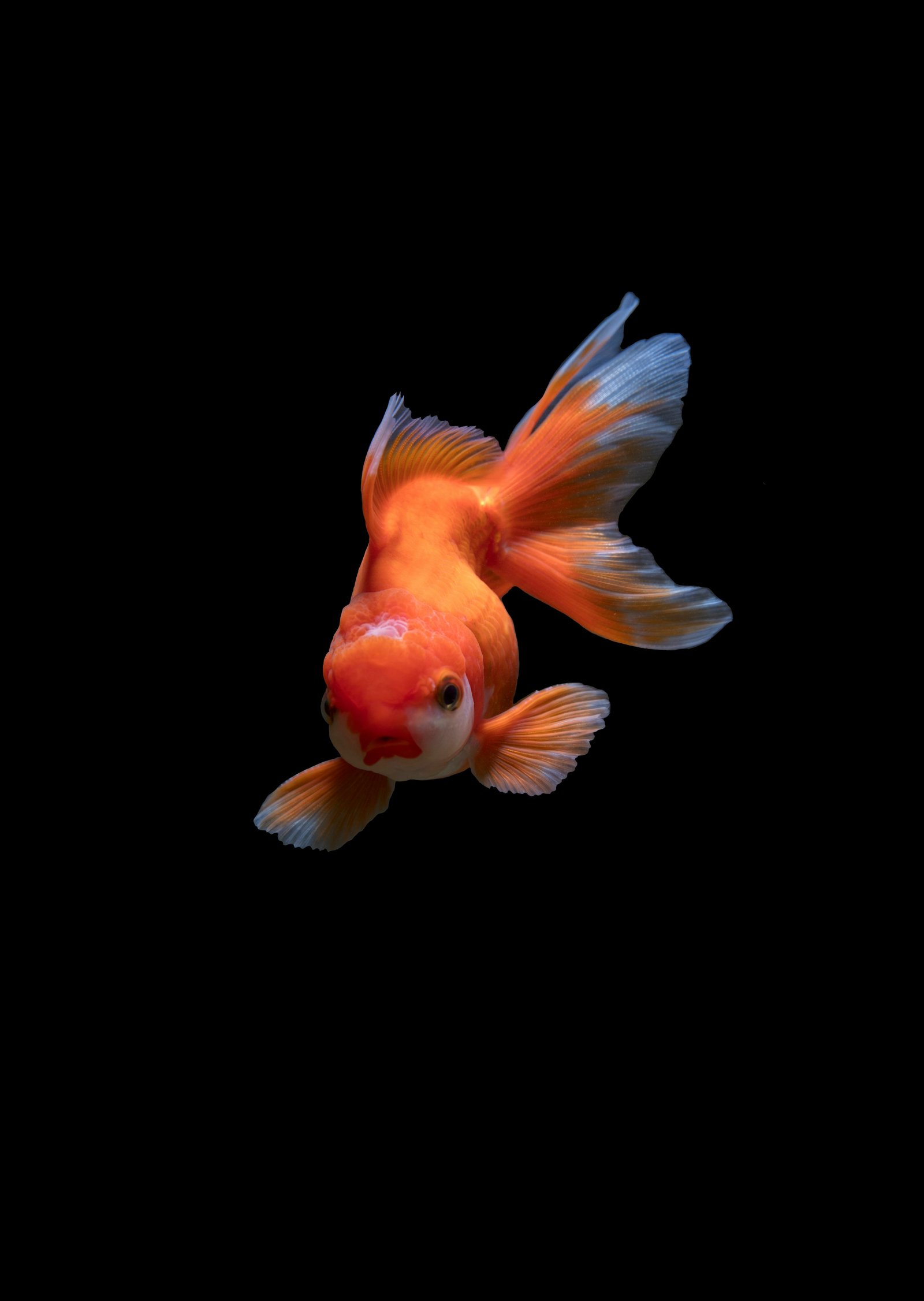 Peixes e camarões